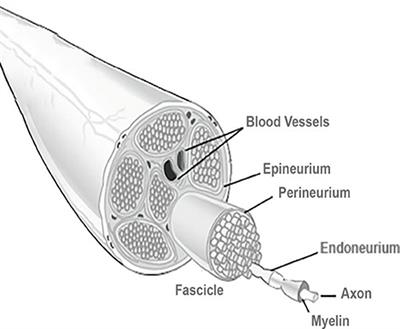 Modern Trends for Peripheral Nerve Repair and Regeneration: Beyond the Hollow Nerve Guidance Conduit